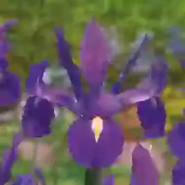 Discovery Purple